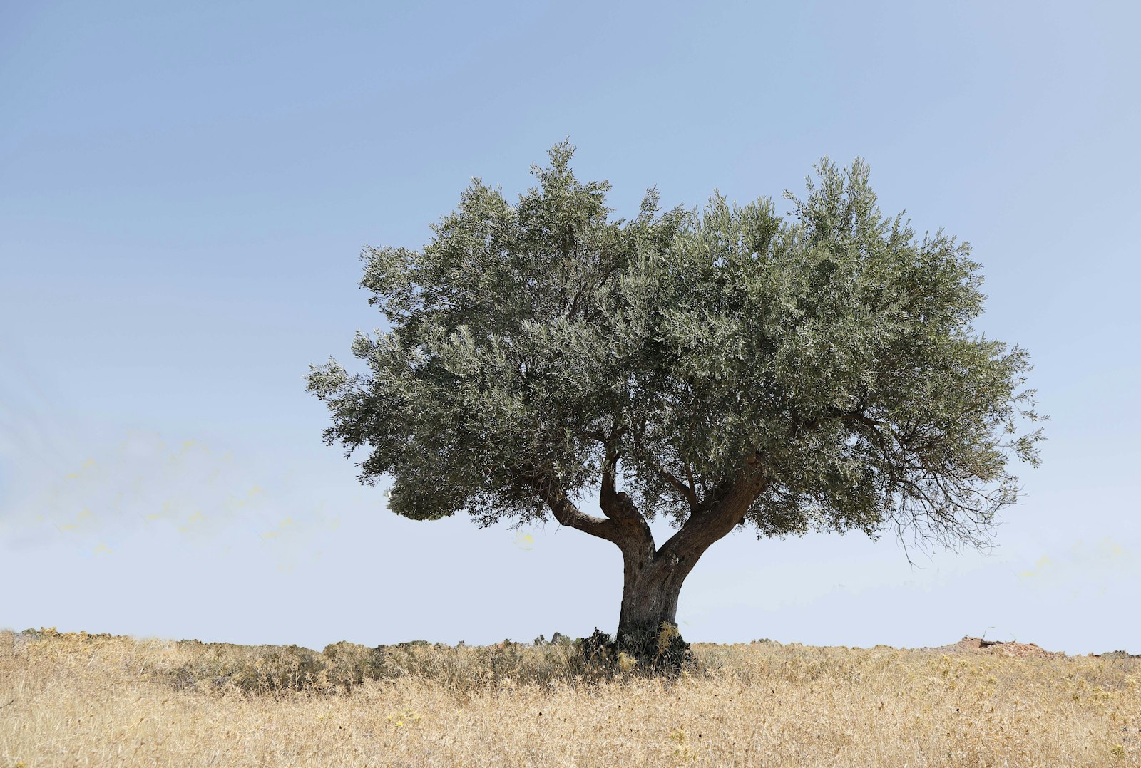 A lone olive tree on a dry hillside